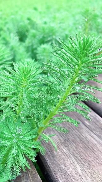 龙船花,别名仙丹花,百日红,茜草科龙船花属,株型美观,开花密集,花期较